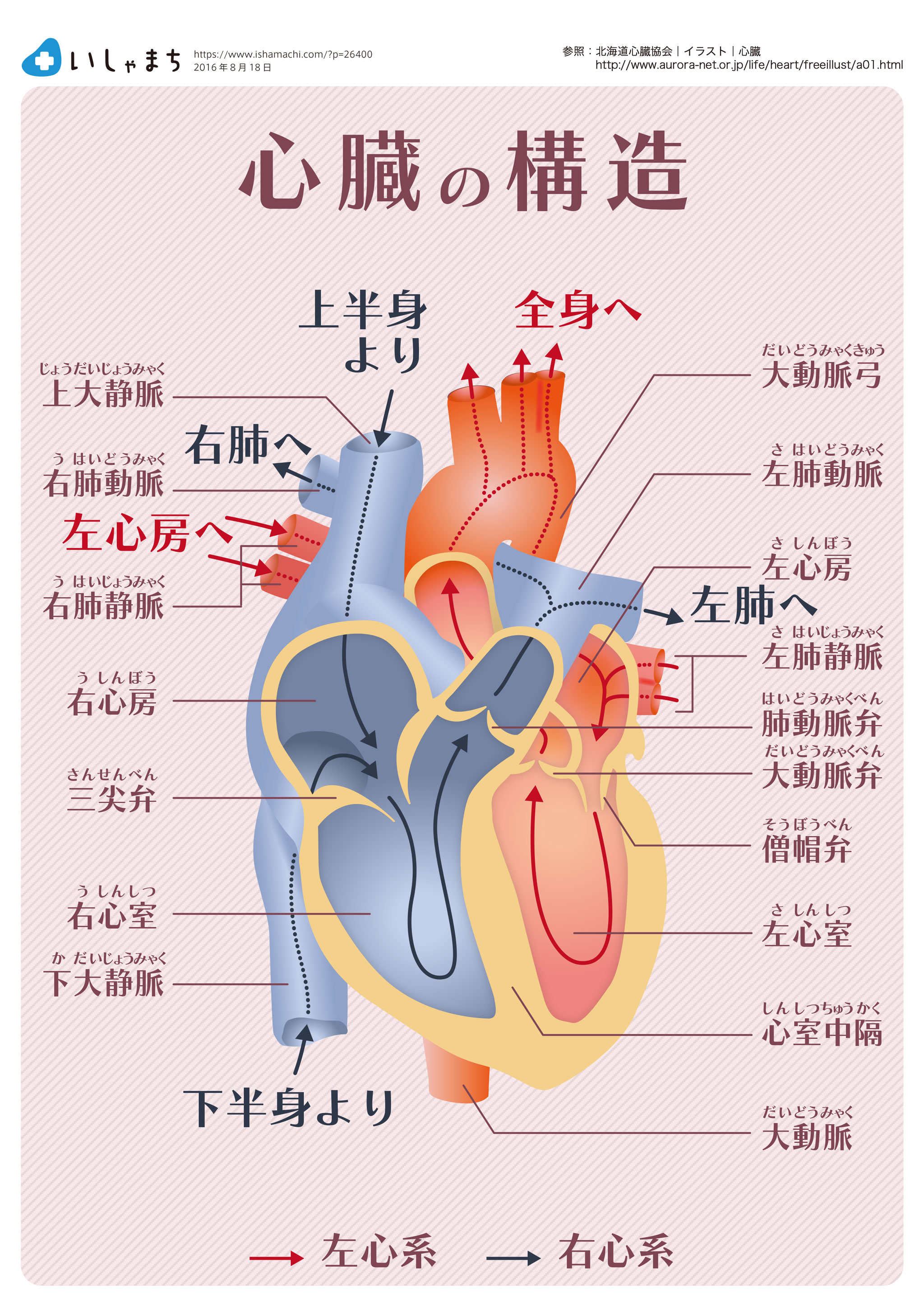 呼吸困難などを引き起こす肺水腫、その症状と4つの原因 | いしゃまち