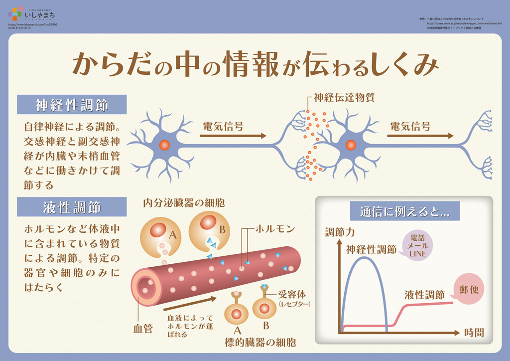からだの中の情報が伝わるしくみ いしゃまち からだの中の情報が伝わるしくみ いしゃまち
